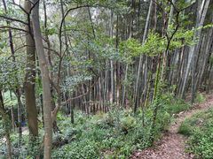 -上海佘山国家森林公园天马山园