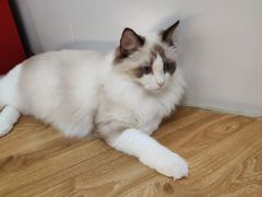 -COLOR PETS 撸猫馆·购猫·猫咖(长风大悦城店)