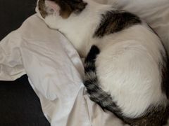 -御宝贝·A梦猫科宠物医院(国际猫友好医院)