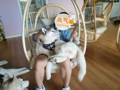 -Husky Go! 哈士奇体验馆·宠物咖啡厅狗咖