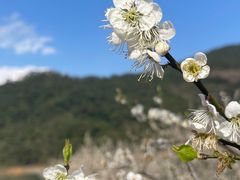 -广州市流溪河国家森林公园