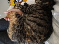 -平行世界·猫咖(首经贸店)