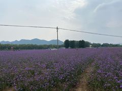 -北京东方普罗旺斯薰衣草庄园