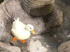 -海合安武汉极地海洋公园