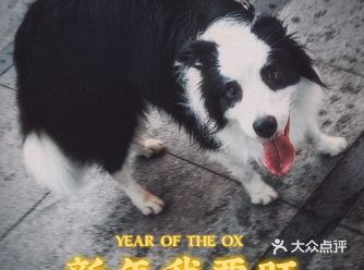 今年因为疫情不能回家 除夕下班看到了一个小姐姐在遛狗