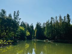 -上海滨江森林公园