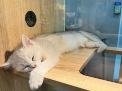 -BABIT巴比特宠物(MOMOPARK店)