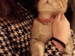 -名猫咖啡馆·撸猫·拼豆