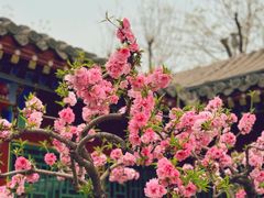 -荣国府
