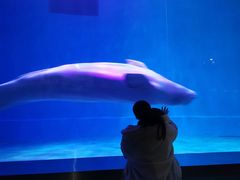 -芜湖新华联大白鲸海洋公园