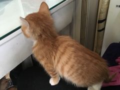 -Sirena海妖日咖夜酒