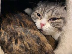 -遇见羊驼·奶狗咖·布偶猫咖·法斗柯基柴犬阿拉斯加(春熙路太古里IFS店)