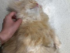 -藏猫猫咖啡主题馆(中央大道店)