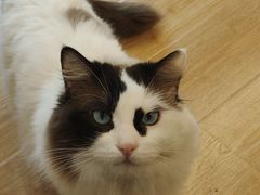 -有喵·猫咖·狗咖·30几只猫10只小狗(岗厦店)