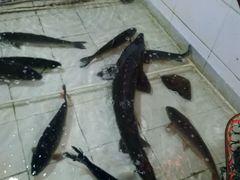 -鱼窝棚柴火铁锅炖(富山屯店)