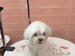 -FAELING PETS美天灵宠物(合生汇店)