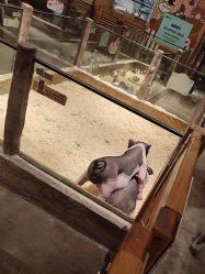-造物庄园 萌宠纪(苏州湾歌林公园店)