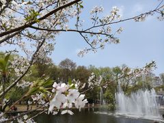 -上海共青森林公园