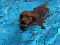 -趣玩宠物乐园寄养训犬训狗游泳池