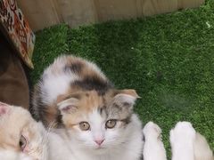 -藏猫猫咖啡主题馆(中央大道店)