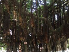 -胡里山炮台