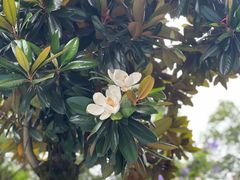 -金汤包(美专校街店)