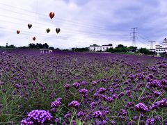 -紫颐香薰山谷景区