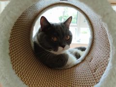 -北京观赏动物医院·24小时大型综合·猫专科·异宠专科