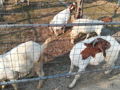 -迪茵湖田家舍生态农场
