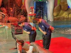 -烟台海昌鲸鲨海洋公园