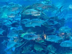 -迪拜水族馆及水下动物园