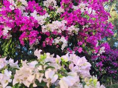 -莲花山公园