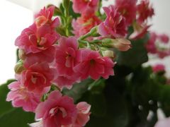 -秦美花卉(天朗·莱茵小城2期店)