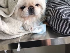 -康旭宠物医院(郑州总院)