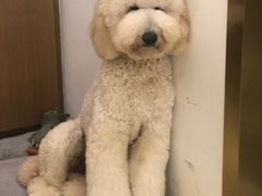 -悠尼宠物·独立低压伊珊娜洗护·美容·寄养(兰谷路店)