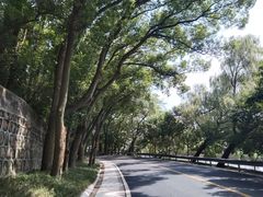 -上海佘山国家森林公园天马山园