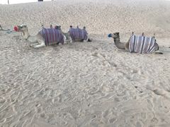 -迪拜沙漠冲沙