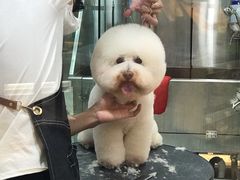 -momokira米努特·德文卷毛猫·棉花面纱犬