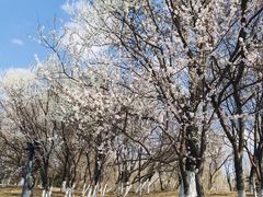 -长白岛森林公园