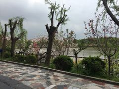 -南汇桃花村