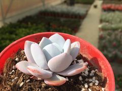 -龙大花卉苗木市场