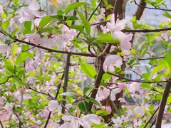 -武汉大学-樱园