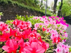 -重庆平顶山公园