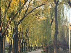 -洛阳市隋唐城遗址植物园