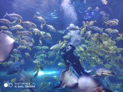 -华夏文旅海洋公园