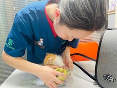 -伟伟宠物医院·CT影像中心·瑞派犬猫综合性门诊(汉口总院)
