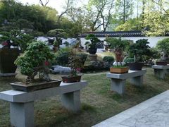 -上海醉白池公园