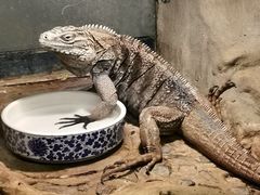 -上海大自然野生昆虫馆