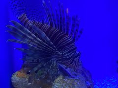 -上海海洋水族馆