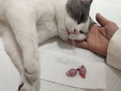 -灵美宠物诊所